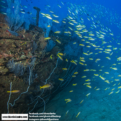 Colombo Black Coral Wreck